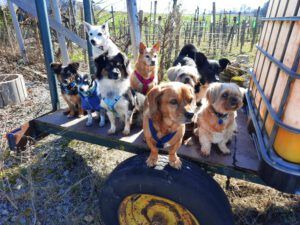 testimonial-martinastrobel