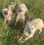 testimonial-carmen-schlechta