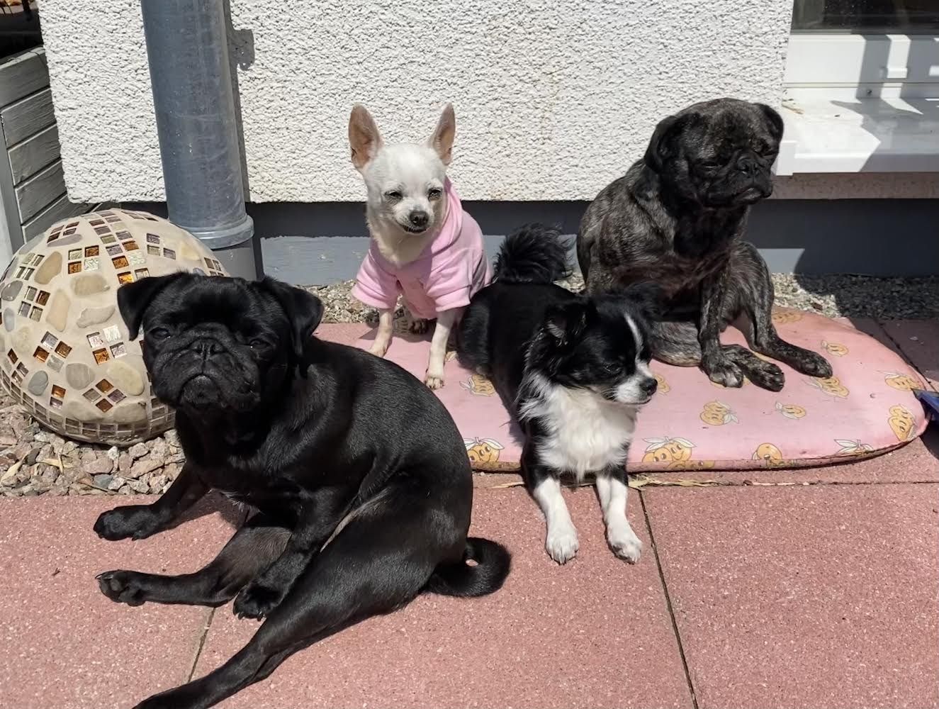 testimonial-nicole-sievert