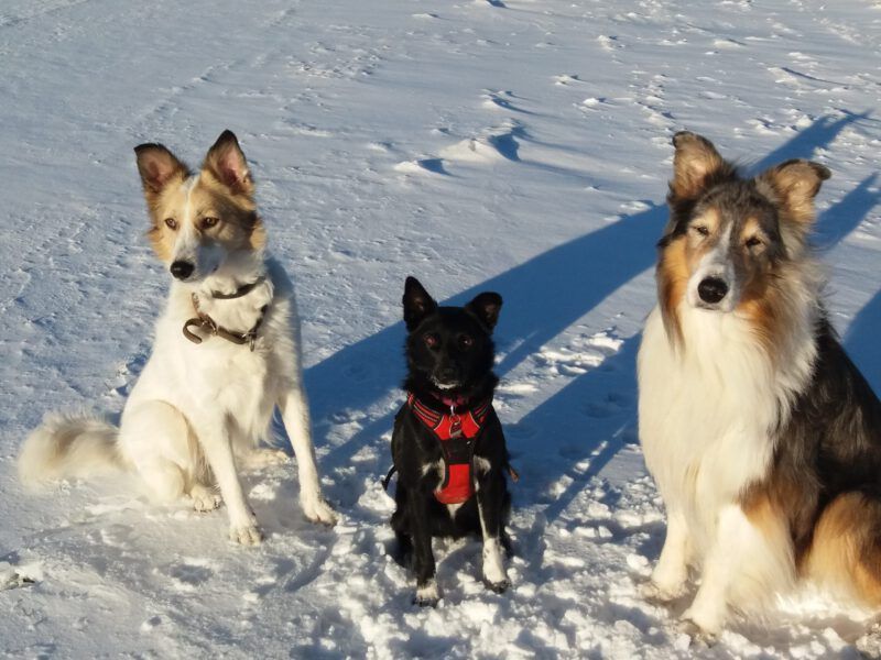 testimonial-sabine-loidl