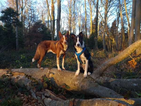 testimonial-daniela-widmer