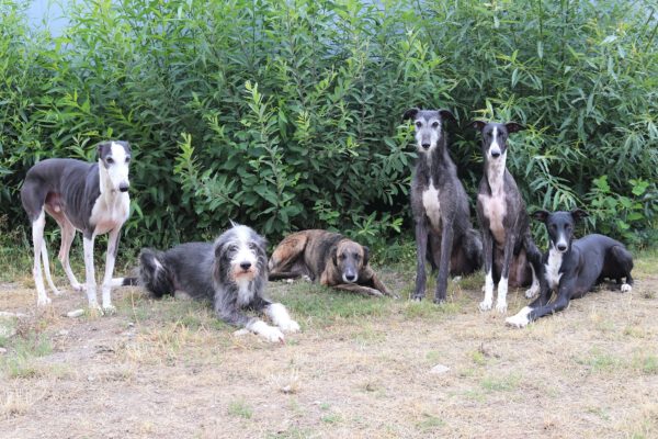 hunderudel-christine-ströhlein Hunderudel von Christine Ströhlein