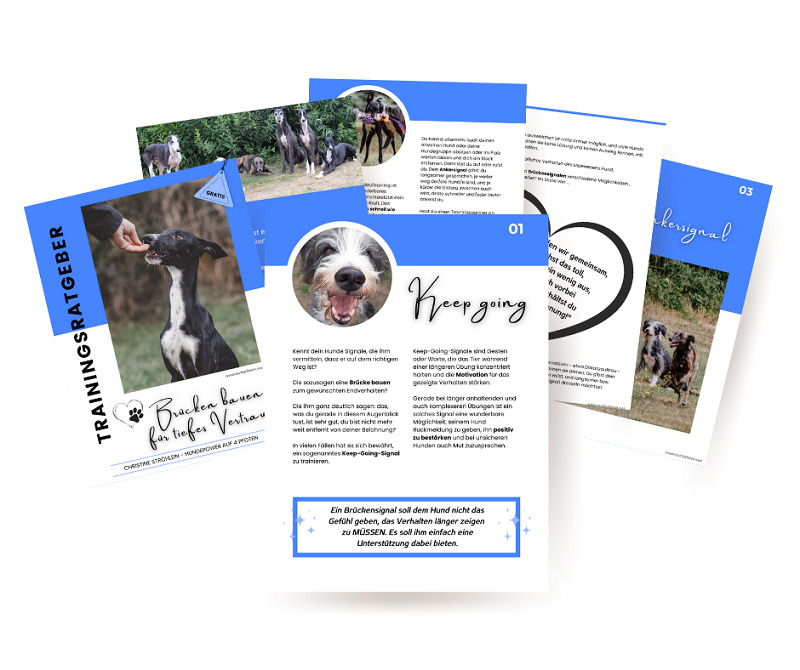 Kostenloser Trainingsratgeber zu Brückensignalen