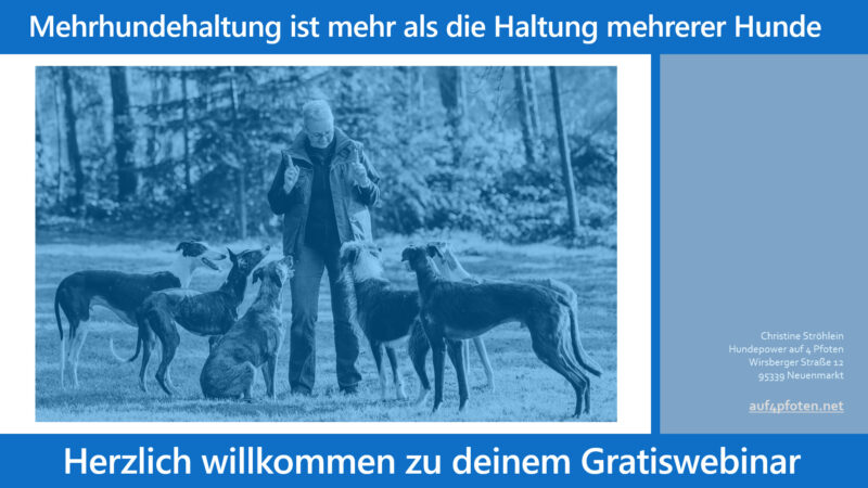 Webinar "Mehrhundehaltung" Christine Ströhlein 0 Euro