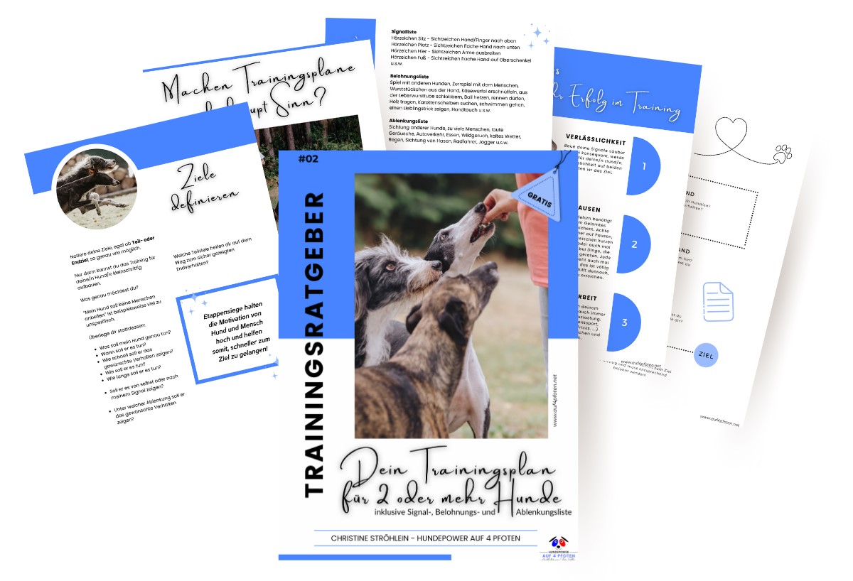 Trainingsplan für Mehrhundehalter